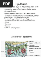 Epidermis: - Cuticle - Trichomes - Stomata - Buiiiform Ceiis (In Grasses)