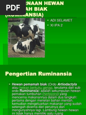 Pencernaan Hewan Pemamah Biak Ruminansia
