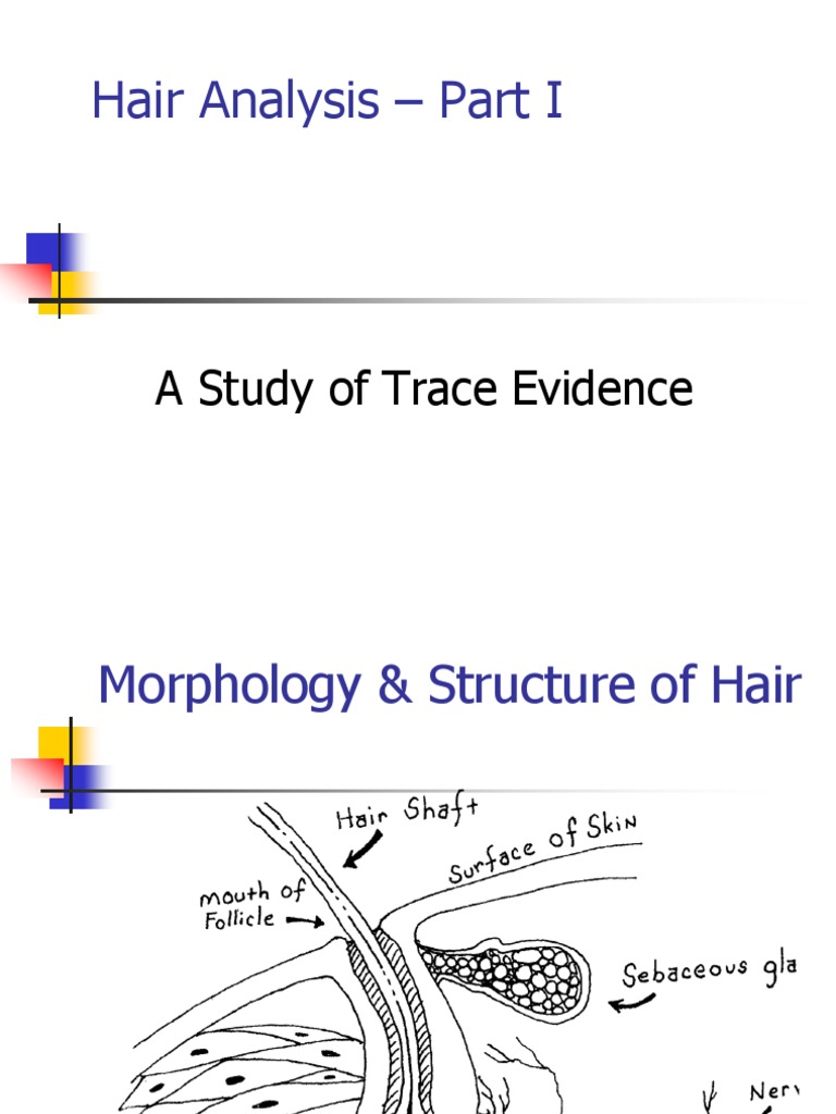 Forensic Science - Hair Analysis I A | Hair | Human Hair
