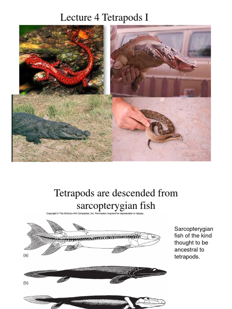 4 - Tetrapods I | Reptile | Amphibian