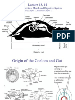 13-14 - Digestive System