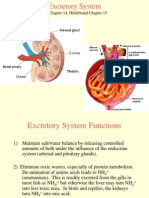 18 - Excretion System