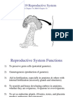 19 - Reproductive System