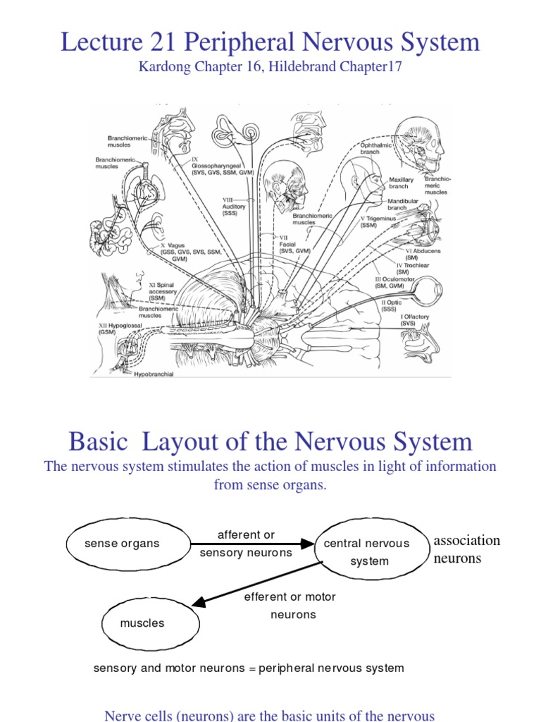 Peripheral Nervous System Pdf | The Peripheral Nervous System – FEXZ
