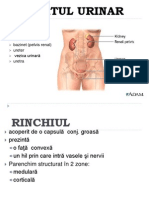 Aparat Urinar Curs 2012 2013 Curs 9