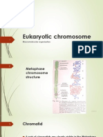 Chromosome Theory of Inheritance