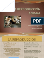 la-reproduccin-animal-1217457932777105-9