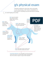 Your Dog'S Physical Exam: Ears: Abdomen