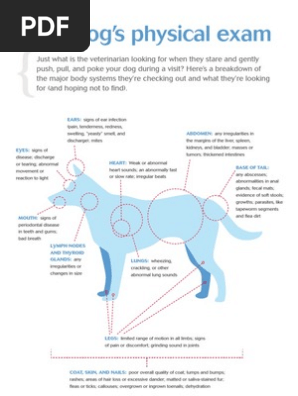 Dog Physical Exam