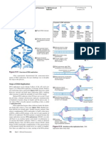 DNA Replication Concept