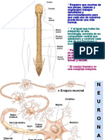 Sistema Nervioso