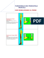 [E-Book - ITA] Allenamento - Anatomia Funzionale Dei Principali Muscoli