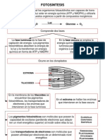 Fotosintesis