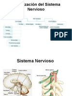 Organización Del Sistema Nervioso