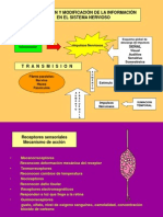 Información-Receptores sensoriales