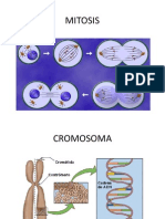 Mitosis