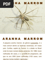 Aranha Marrom