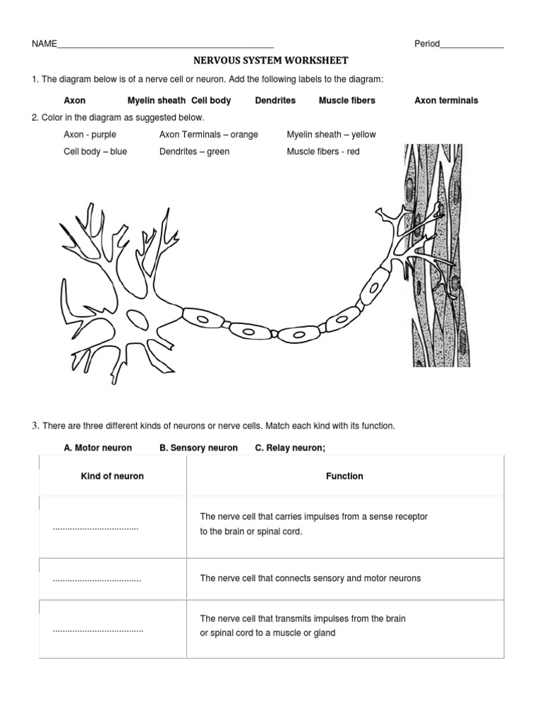 Nervous System Worksheet | Neuron | Nerve