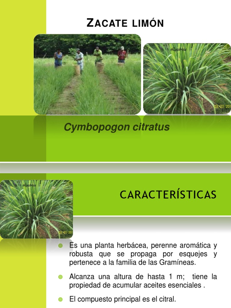 Zacate Limon Plagas Horticultura y jardinería Botánica