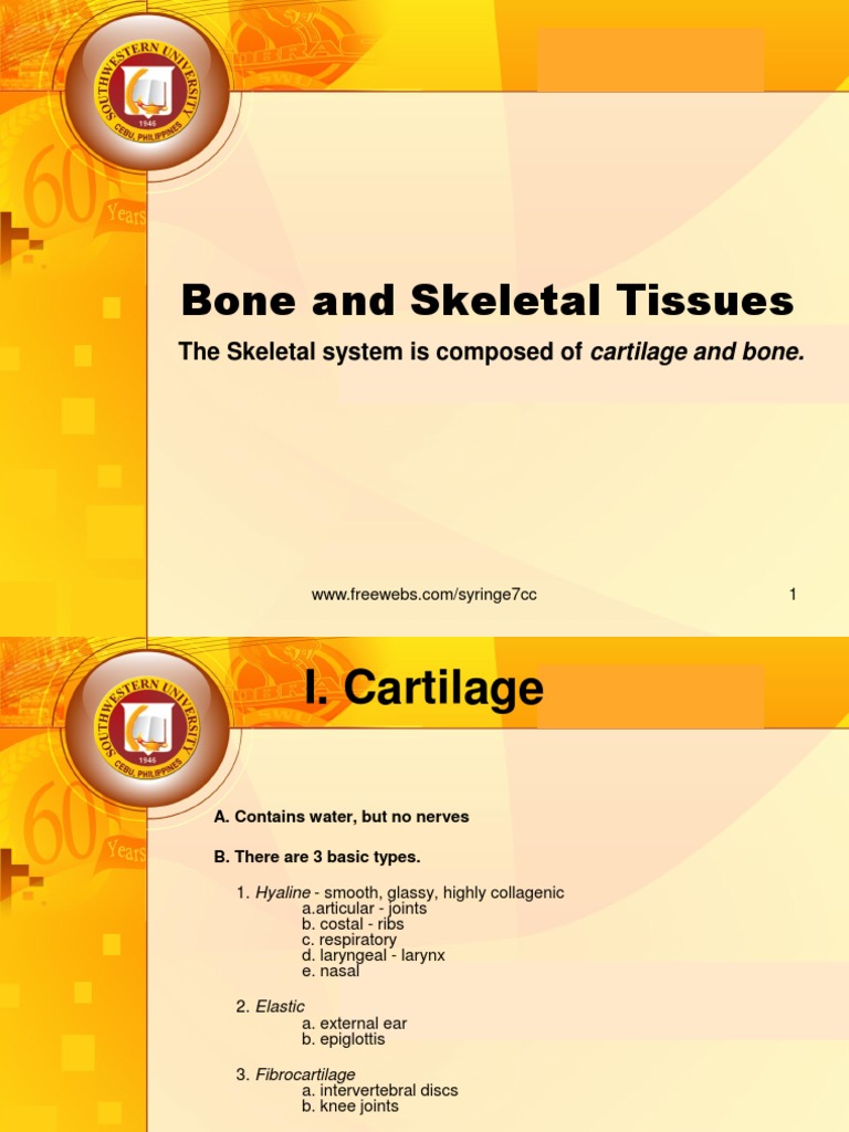 Cartilage and Bones | PDF | Bone | Osteoblast