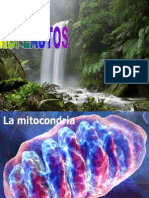 mitocondrias