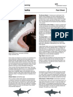 Fact Sheet Dangerous Sharks