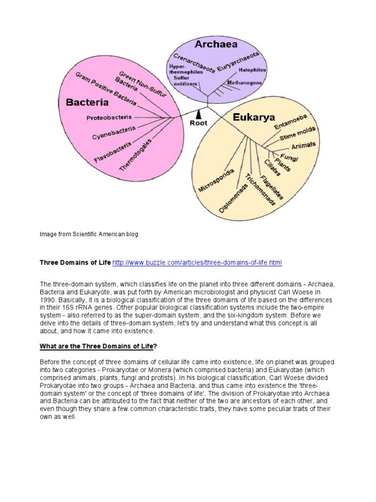 What are the 3 domains of life and their characteristics? Three Domain  Classification by Carl Woese