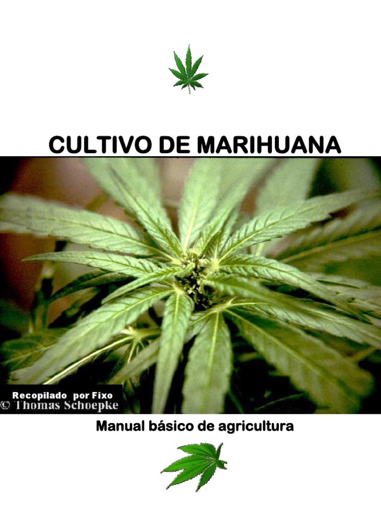 Calendario de cultivo de cannabis de 12 semanas: Guía de la semilla a la  cosecha, image size:768x1024
