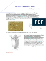 Fisiología Del Impulso Nervioso