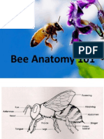 bee anatomy 101