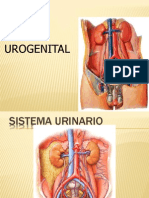 SISTEMA Urogenital