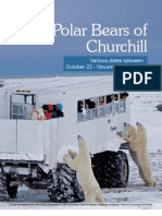 129732548 2013 Polar Bears of Churchill