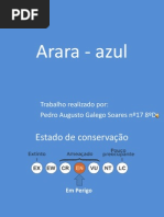 Arara - Azul