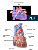 Circulatory System 1