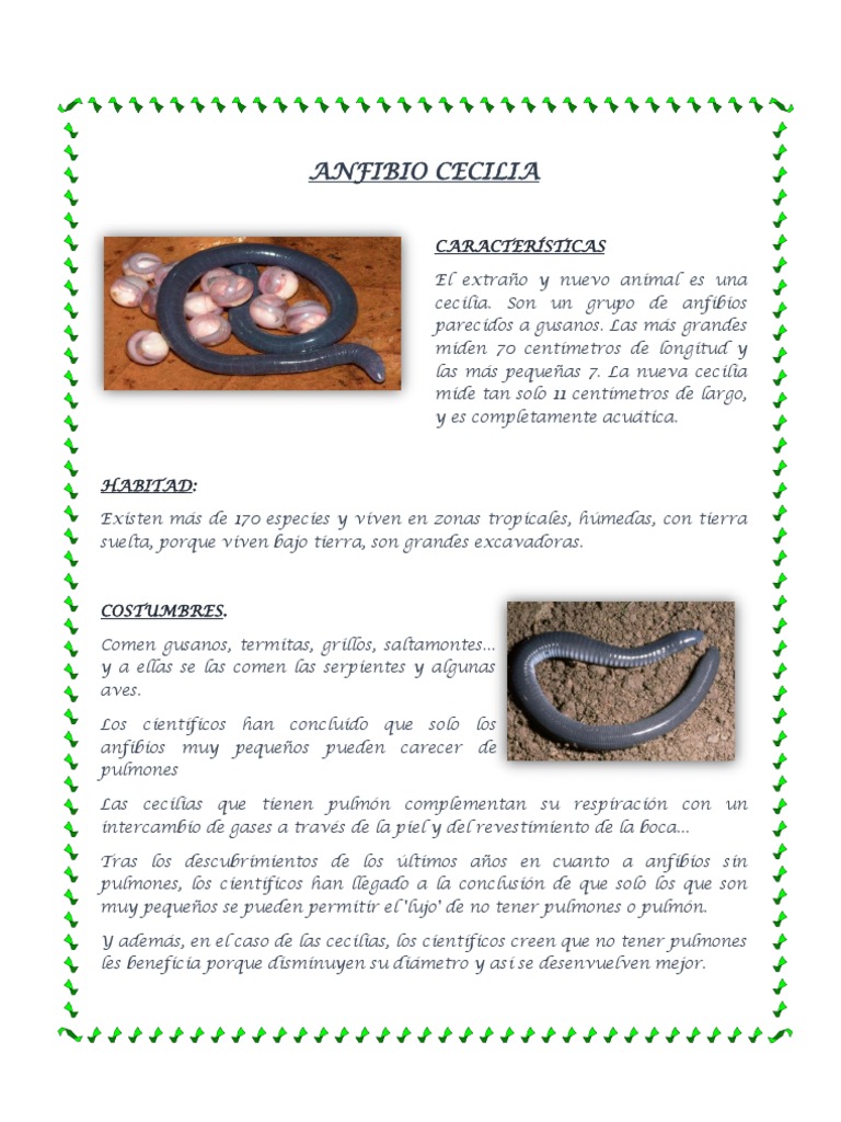 Anfibio Cecilia