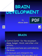 Brain Development