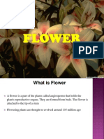 Project On Flower v1.0