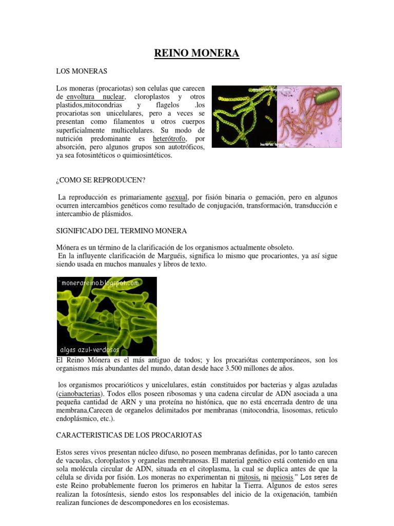 Reino Monera | PDF | Procariota | Las bacterias