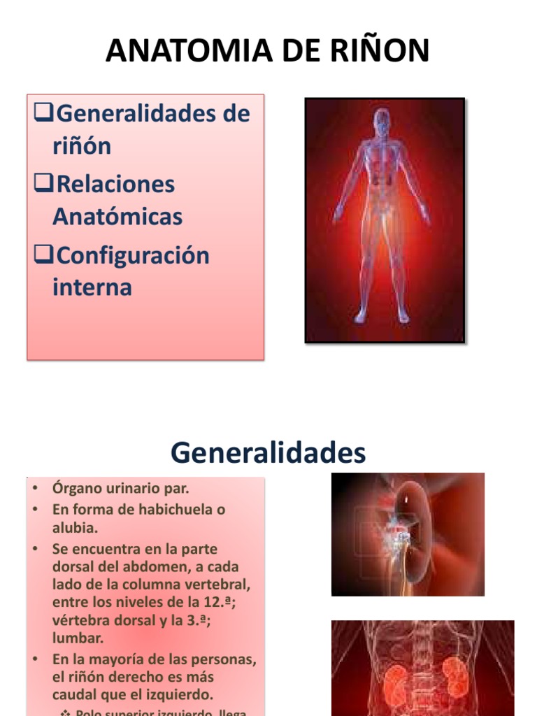 Anatomía y relaciones del riñón | PDF | Riñón | Abdomen