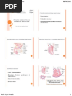 Funções reprodutivas e hormonais masculinas aula 1