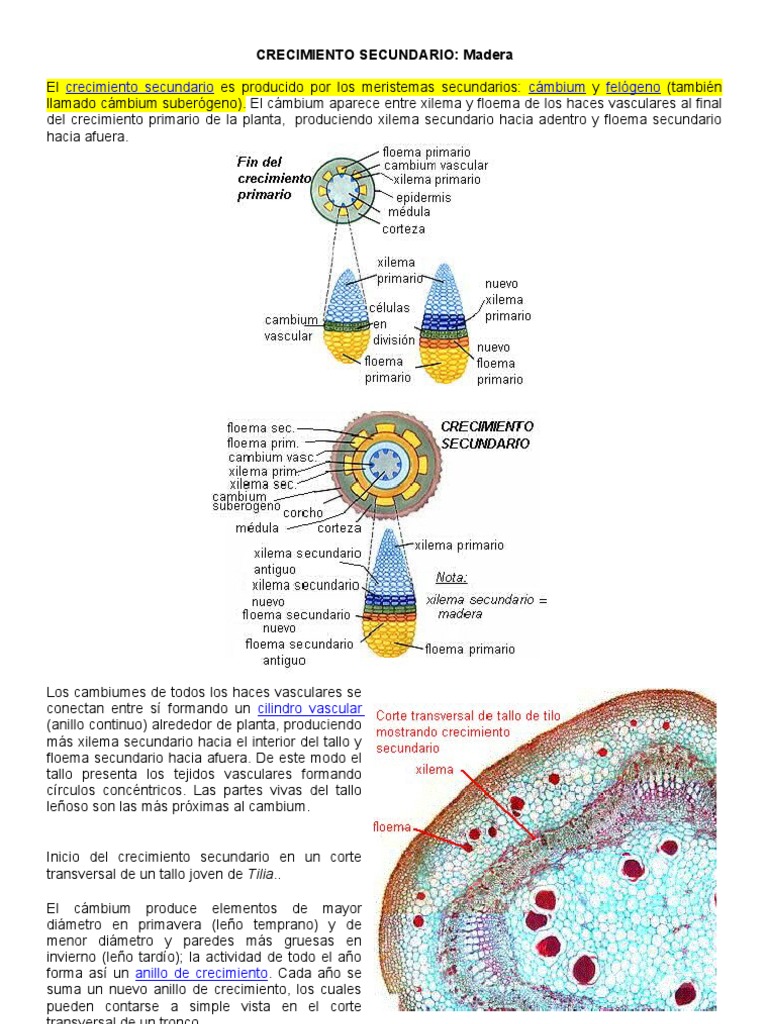 Crecimiento Secundario Madera Tallo de la planta Fisiología de las