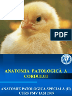 Anatomia Patologica a Cordului