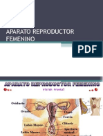 Anatomia Del Aparato Reproductor Femenino