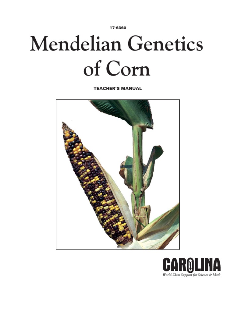 Mendelian Genetics of Corn | Zygosity | Dominance (Genetics)