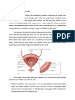 Anatomi Bladder