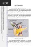 Download Anatomi Kandung Empedu Dan Traktus Biliaris by Alam Nuanza SN165104221 doc pdf