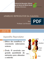  Avicultura - Aparelho Reprodutor Da Galinha