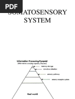 Somatosensorysystem 1