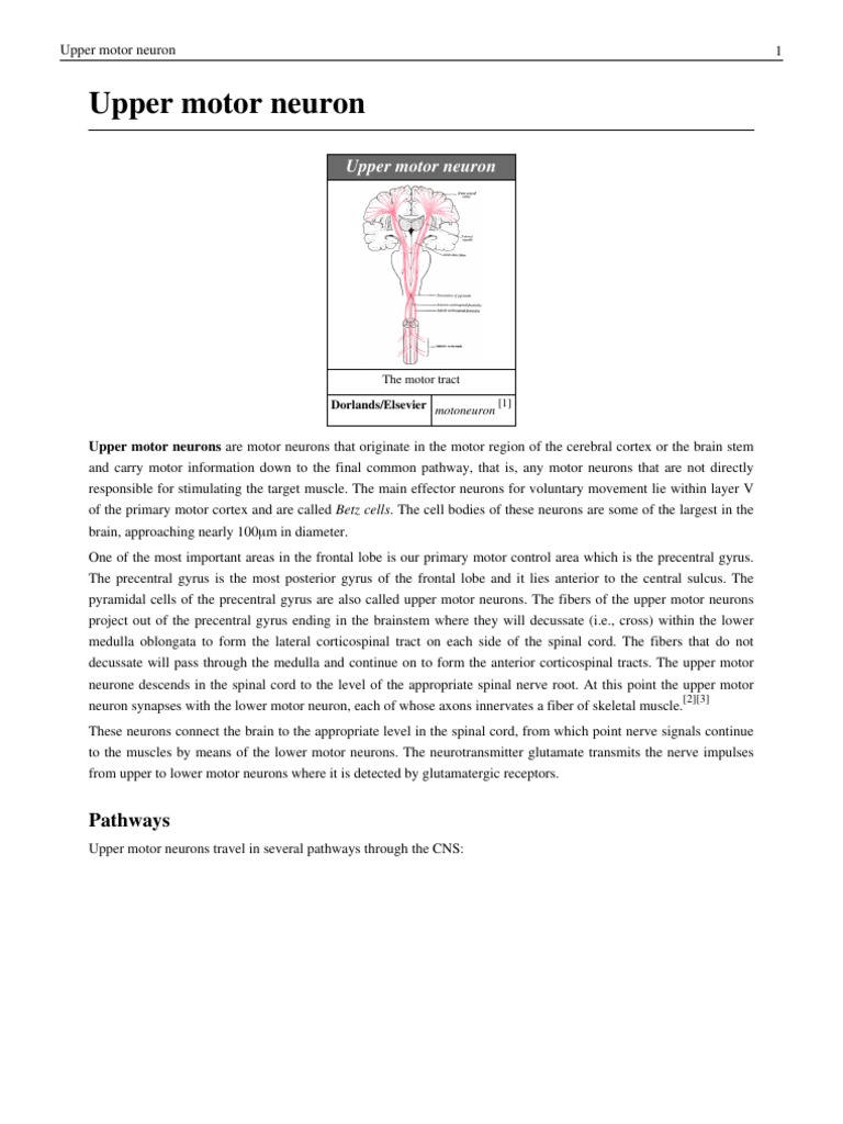Upper Motor Neuron PDF PDF Motor Neuron Human Anatomy