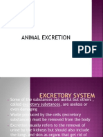 Animal Excretion